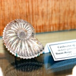 cardioceras gorna jura